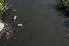 A dead pig floating down a polluted river. Taiwan, 2019.