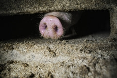 Pig snout at a factory farm. Finland, 2015.