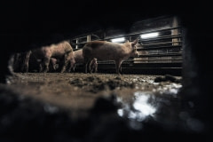 Piglets at a factory farm. Finland, 2015.