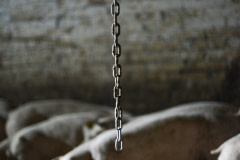 Chains hanging in pig pens are considered enrichment for the animals. They can chew on them. Italy, 2015.