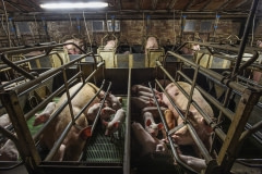 Industrial pig farming. Italy, 2015.