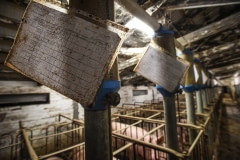 Industrial pig farming. Italy, 2015.