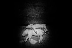 Dead piglets at a factory farm. Spain, 2009.