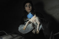 An infected castration. Spain, 2011.