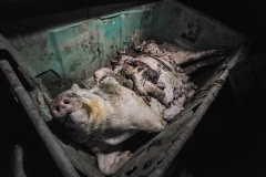 A dumpster full of pigs. Spain, 2011.