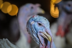 Factory-farmed turkeys, Sweden, 2012.