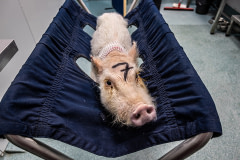 Unlucky 7. An immobilized pig awaits the administration of an infusion in a jugular catheter.  Spain, 2019. Carlota Saorsa / HIDDEN / We Animals Media
