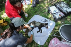A Montreal SPCA investigation leads to the confiscation of many animals on a fur farm. Canada, 2014.
