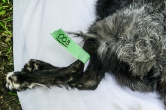 A dying fox has been euthanized during a fur farm investigation by the Montreal SPCA. Canada, 2014.