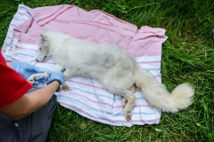 A dying fox has been euthanized during a fur farm investigation by the Montreal SPCA. Canada, 2014.