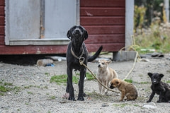 A dog and her pups are rescued by HSI during a TNR clinic in Opitciwan. Canada, 2014.