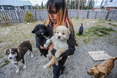 Local families bring pets and stray dogs to the vet clinic set up in Opitciwan. Canada, 2014.