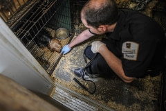 Humane Society International seizes and rehomes animals from a puppy mill. Canada, 2015.