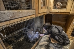 Humane Society International seizes and rehomes animals from a puppy mill. Canada, 2015.