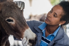 Working donkeys are given medical attention by The Donkey Sanctuary. Ethiopia, 2016.