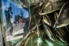 Barramundi in a fish farm. Australia, 2017.
