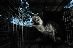 A silver fox at a fur farm. Europe, 2012.