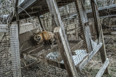 A red fox at a fur farm, which has since been closed down. Canada, 2014.