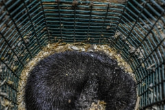 A dead mink in a nesting box. Sweden, 2010.