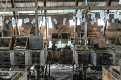 A mink farm. Canada, 2014.
