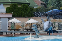 A performing dolphin. Europe, 2012.
