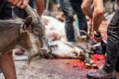 A goat who is about to be killed while fully conscious as a ritual animal sacrifice, or "Qurban", during the Islamic holiday Eid al-Adha. The goat has a full view of the slaughtering of other animals. Türkiye, 2022.  Havva Zorlu / We Animals Media