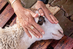 In an animal breeder's yard in Turkiye, a woman who has purchased a sheep for slaughter for Eid al-Adha realizes this individual is afraid. She strokes the sheep and covers his eyes to calm him while he anxiously stares.  Türkiye, 2022.  Havva Zorlu / We Animals Media