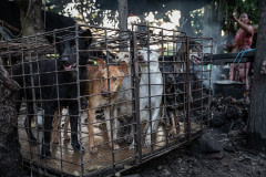A cage of dogs watch as others are killed and dismembered before being cooked. Cambodia, 2019. Aaron Gekoski / HIDDEN / We Animals Media
