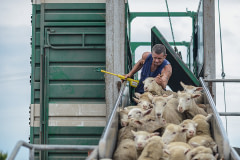 A worker with an electric prod loads sheep onto trucks. Australia, 2013. Jo-Anne McArthur / We Animals Media