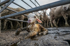 Born onto the concrete floor of the sale yard, this lamb has little value in this transit point between farm and slaughterhouse. Australia, 2018. Lissy Jayne / HIDDEN / We Animals Media