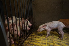 Curious piglets look at one another from inside a small pen. The pig on the right is ill and too thin. At this farm, there are no windows facing the exterior and the pigs live in darkness.