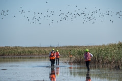 Activists look for dead and dying ducks on opening day of duck hunting season. Australia, 2017.