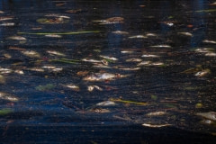 Dead fish floating in floodwaters after Hurricane Florence. North Carolina, USA.
