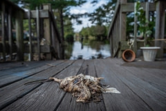 Drowned body of a broiler chicken on a porch. North Carolina, USA.
