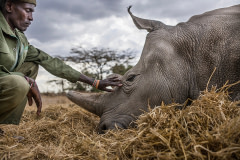 Peter Esegon, one of the rhino caretakers, watches over Najin as she naps in her their holding area at Ol Pejeta Conservancy in Central Kenya. The rhinos are also protected around the clock by armed guardians. Kenya, 2019. Justin Mott / Kindred Guardians Project / We Animals Media