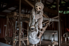 Ostrich, a formerly rescued sloth who now lives nearby the rehabilitation center in the wild stops in for a visit. Suriname, 2019. Justin Mott / Kindred Guardians Project / We Animals Media