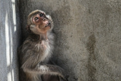 A monkey breeding facility. Laos, 2011.