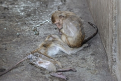 A dead macaque at macaque breeding facility. Laos, 2011.