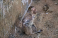 An emaciated macaque at a monkey breeding facility. Laos, 2011.
