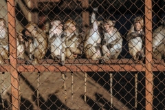 A macaque breeding facility. Laos, 2011.