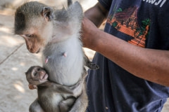 A farmer showing his product at a macaque breeding facility. Laos, 2011.