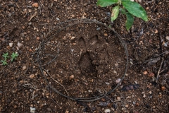 Snare found by a Black Mamba Anti-Poaching Unit during snare removal at Balule Nature Reserve. South Africa, 2016.