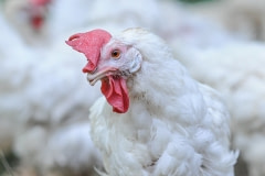 A rescued layer hen at Farm Sanctuary. USA, 2013.