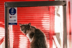 A stray cat at a market. Chile, 2005.