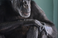 Jaybee, a rescued chimpanzee, at Save the Chimps. USA, 2014.