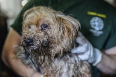 A dog being rescued from a puppy mill. Canada, 2015.