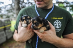 Puppies being rescued from a puppy mill. Canada, 2015.