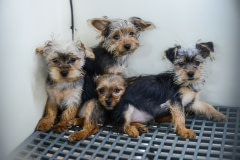 A puppy mill seizure. All the animals are the facility were rescued. Canada, 2013.