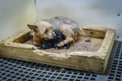 A puppy mill mother with her litter. All the animals at this mill were rescued. Canada, 2013.