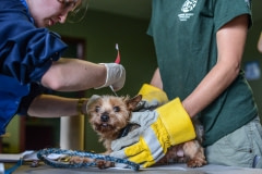 A puppy mill seizure. All the animals are the facility were rescued. Canada, 2013.